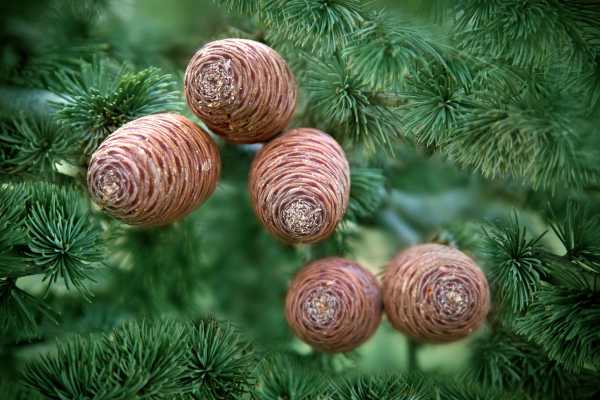  - Essential Oils